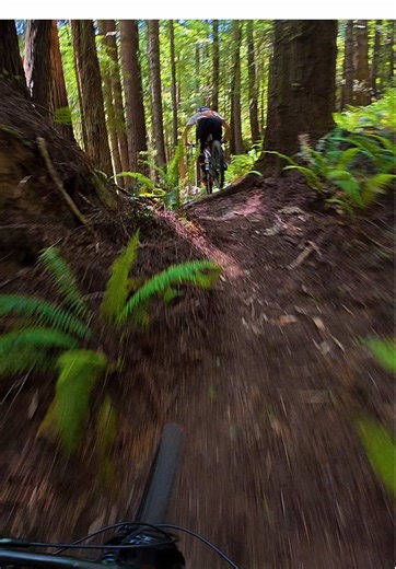 POV climbing and flowing through the redwoods and ferns with Eli last spring 🌲🔥 That North Coast singletrack hits different. What’s your favorite trail to send? Drop it below! #MTB #mtbpov #MountainBiking #bike #fyp
