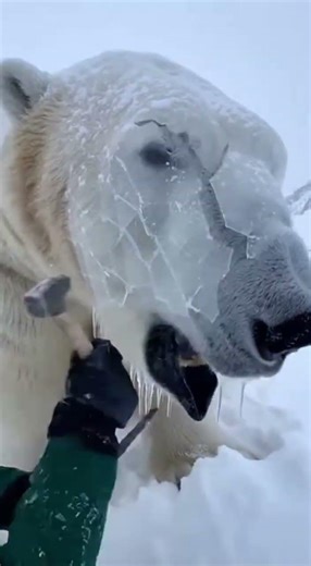 Rescuing the ferocious polar bear. #polarbear #funny
