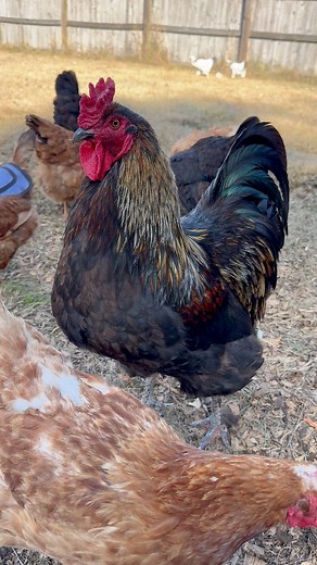 Honey feel fresh in his new feathers 😍 | Bonitto Farmstead