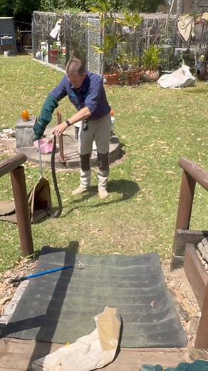 THE SNAKE WHISPERER is back with another eastern brown snake! Glen was called out to a job at Elimbah to relocate an Eastern brown snake found underneath a concrete slab. This gorgeous girl was relocated to some nearby bushland to lay her eggs 🥚🐍 Let us know in the comment what your favourite snake is to watch our team catch??! ....#snake #wildlife #australia #reptile #snakecatcher #snakes #qld #venomous #sunshinecoast #easternbrownsnake | Sunshine Coast Snake Catchers 24/7
