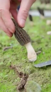 Agriculture Is Improving day by day with workers .. sps | The world in your screen