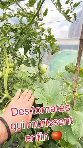 How to ripen your tomatoes faster 🍅 (simple tip)