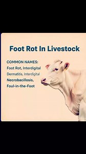 #VIDEO_DETAILS #FOOT_ROT #IN_LIVESTOCK #DEFINITION #SYMPTOMS #TREATMENT #PREVENTION #VETEDUCATION #AHS | Animal Health Services - AHS.