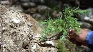 A man's hand digging out a small palm tree from it's root.