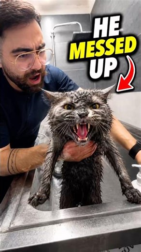 Cat Bath Goes Wrong… Then Gets Worse 😂 #shorts