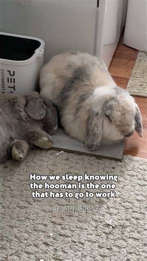 Sleepy bunnies #petbunny