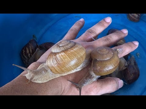 Snail Comedy Show 🐌😂 | The Cutest & Funniest Snail Clips Ever
