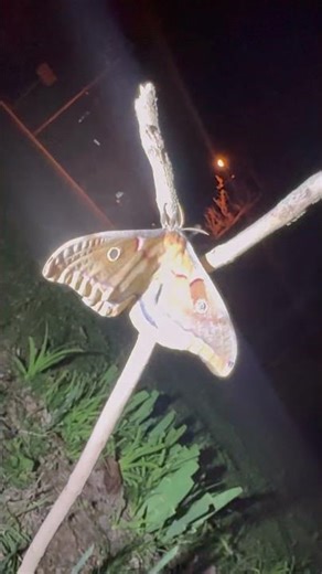Giant Polyphemus Moth #moths #bugs #nature