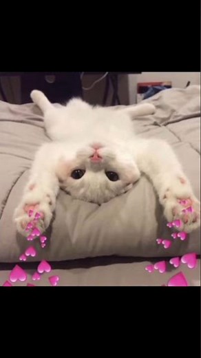 #cat #song #funny #anime#edit