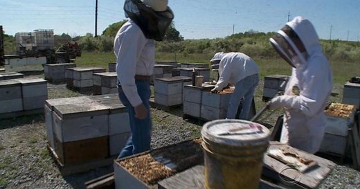 Why are America's bee colonies dying?