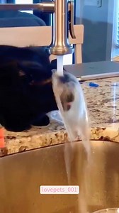 1.3K views · 29 reactions | #animals #fypシ #funnytiktok #funnyvideos #cute #funnycat #cats #funnyanimals #viral #cutecats #funny#usa | Loveanimals69 | Facebook