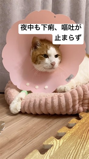 吐き気止め、下痢止め等々の点滴をしてきました。明日も点滴しに連れていきます。 #shorts #cat #老猫 #猫のいる暮らし #高齢猫 #ねこ
