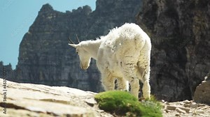 Cinematic shot. A bright white Mountain Goat contrasting against the dark cliff faces and peaks of the Highline Trail in Glacier National Park. A common sighting in Montana of North American Wildlife