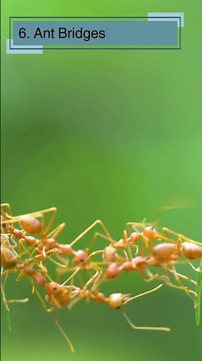 10 Fascinating ant Facts for Kids | Fun and Educational Discover the World of Ants #ants #antsfacts