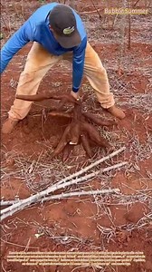 utilisation de la tige comme poignée pour une récolte manuelle selon le principe du levier