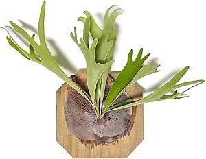 Air Plant Shop Staghorn Fern Mounted on a Cedar Plank - Wholesale and Bulk - Live Platycerium bifurcatum - Easy Care Indoor and Outdoor House Plants