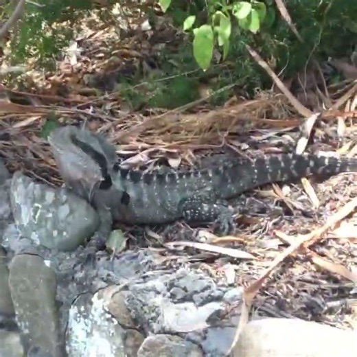 Backyard boss. Easton water dragon.