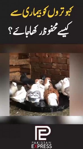 3.3K views · 35 reactions | Pakistan Express on Reels | Facebook