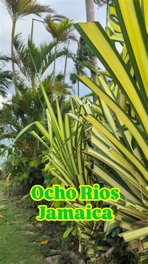 Kishan Khana on Instagram: "Ocho Rios is a town on Jamaica’s north coast that functions as a major port and tourism hub, with nearby beaches, waterfalls, and surrounding hills. It offers access to natural sites such as Dunn’s River Falls as well as local markets and towns. Historically, Ocho Rios developed from a small fishing and shipping settlement during the Spanish and British colonial periods and expanded significantly in the 20th century as tourism became a central part of Jamaica’s econom