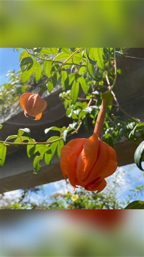 ¿Conocen la planta CASI EXTINTA que floreció en el Jardín Botánico? 🌺🌆🤔