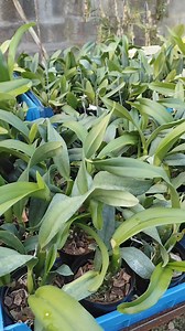 2.6K views · 69 reactions | Cattleyas mini 14 colores disponibles 311 3394426 | Orquídeas Y Sus Nombres X Fabian Sm. | Facebook