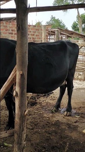 Dairy farming has a business in Uganda by Mo Bjm Animal breeding farm by Ali kazibwe