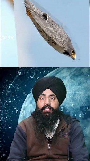 Falcon Fury: Peregrine Falcon Launches Shocking Aerial Attack #PeregrineFalcon #FalconAttack #Nature