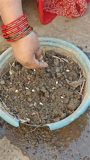 Stop Throwing Away Lime Seeds! Do This Instead