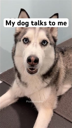 My dog talks to me so well! #talkingdog #huskydog #husky #dogshorts #lovedogs