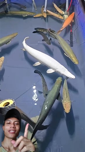 Various Types of Ornamental Predator Fish #fish #beautifulfish #predatorfish #shorts