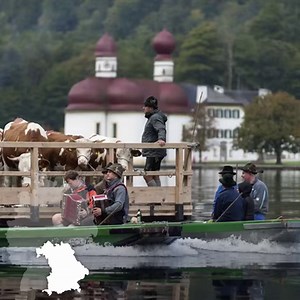 21K views · 1.3K reactions | Soon it's time: The annual Almabtrieb, in Allgäu also Viehscheid is taking place again. Loud ringing of bells, festive brass music, decorated animals - the whole village celebrates when the cows return to the village from the lush summer meadows of the Alps. | Visit Bavaria | Facebook