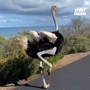 27K views · 516 reactions | He's properly going for it 藍 | SPORTbible Australia | Facebook