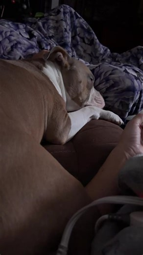 BulldogComedyClub (@bulldogcomedyclub)’s videos with Naptime - Bert & Ernie