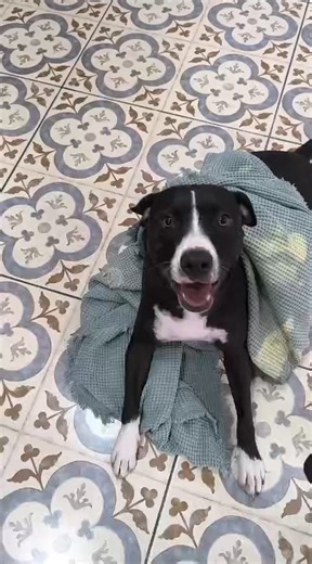 Three puppies recently rescued. Dogs in Brazil needing donations Please donate through our website or directlly to PayPal. If anyone has any ideas on fundraising please contact me. We have been rescuing animals now since 2002 a lot of animals have been saved. PayPal addy is dogsinbrazil20@hotmail.com Thank you to all the people who have helped over the years. | Dogs in Brazil