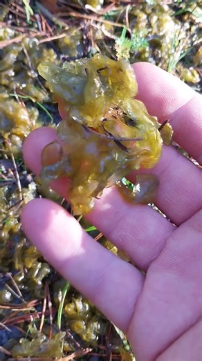 Trollrotz, Orkschnodder oder Sternenschnäutzer? 😂 (#nostoc #cyanobacteria #nature #alien #slime)