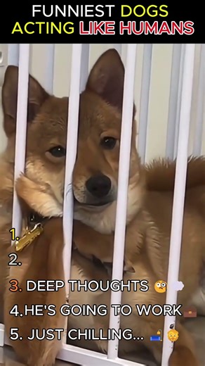 FUNNIEST DOGS ACTING LIKE HUMANS! 🤖😂 (Wait for #1)