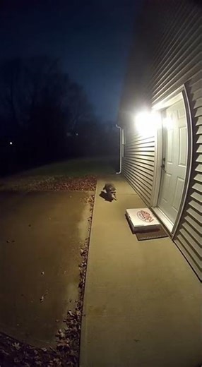 Raccoon Steals Pizza from Porch… Courier Left Speechless! 😂🦝🍕