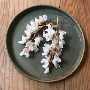 How to harvest and eat Robinia flowers — Wild Plants, Foraging, Food, Art and Culture