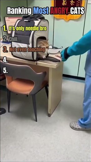 Ranking MOST ANGRY Cats #cat #funny #pets #animals #funnycats