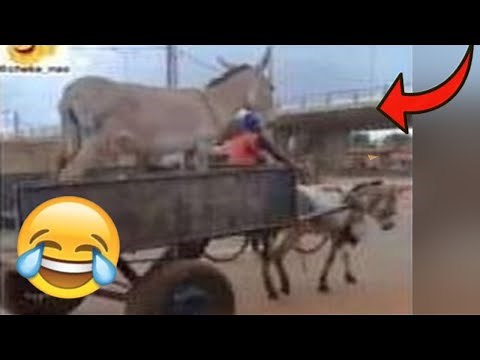 Crazy Funniest Videos Ever In The World ( Insane 01)