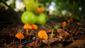 How fungi could help stem our mushrooming climate crisis