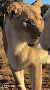 19M views · 215K reactions | C’mon Lucky, you need to do a better stalking job than that‼️❤️  : @ggconservation  : @ggconservation  : South Africa 女 : Queens Lucky & Tula | GG Conservation Glen Garriff | Facebook
