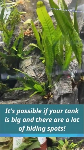 Male betta fish in same tank! 🤯 #fish #reels #bettafish #breeding #fishinglife #bettafishtank #plantedtank # | World of Fish