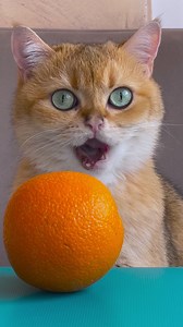 84K views · 746 reactions | Paws and Magic: Abracadabra! Watch My Cat's Incredible Trick Show!  | Meow-some | Facebook