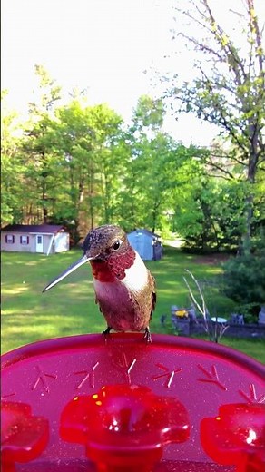 Hear the HUM! Beautiful Ruby Throated Hummingbird Sounds Like a Fan