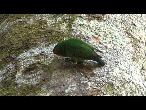 Buff-faced Pygmy Parrot @ Walindi Resort, New Britain Island, Papua New Guinea