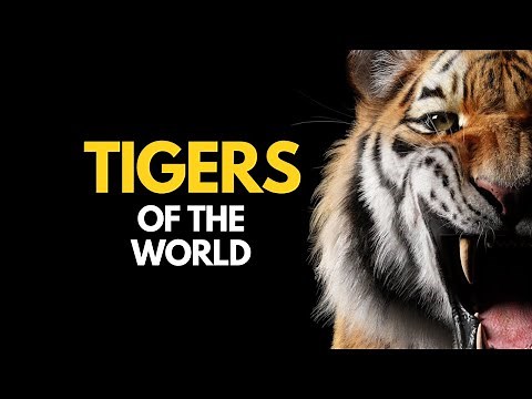 Tigers of the World