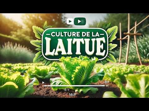 🥬 Growing Lettuce: From Seed to Harvest 🥬 |Complete Guide|