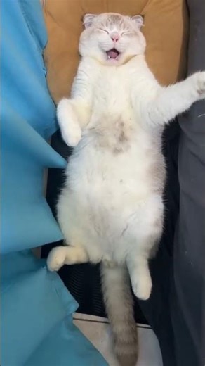 Santai dulu ga sih #kucing #catlover #xyzbca #fyp #qotd