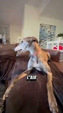 le chien le plus rapide au monde après le guépard